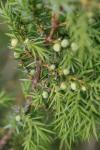 Juniperus communis