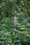 Orchis purpurea
