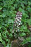 Orchis purpurea