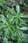 Daphne laureola