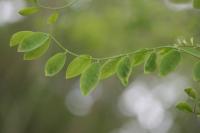 Robinia pseudoacacia