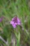 Anacamptis pyramidalis