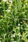 Anisantha sterilis