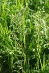 Poa pratensis