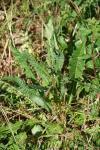 Picris hieracioides