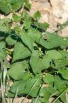 Fallopia convolvulus