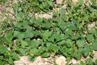 Fallopia convolvulus