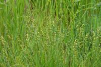 Carex divulsa
