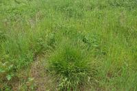 Carex divulsa