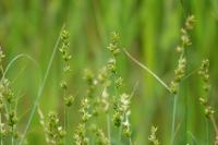 Carex divulsa