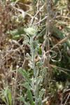 Andryala integrifolia