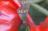 Papaver rhoeas