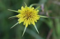 Tragopogon pratensis