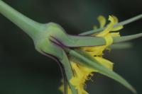 Tragopogon pratensis