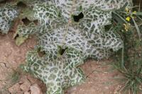 Silybum marianum