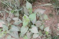 Fallopia convolvulus