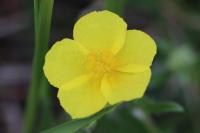 Helianthemum nummularium