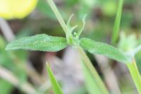 Helianthemum nummularium