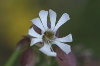 Silene vulgaris