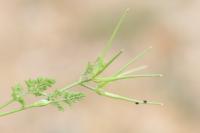 Scandix pecten-veneris