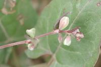 Fallopia convolvulus