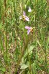Ophrys apifera