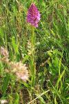 Anacamptis pyramidalis