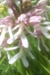 Orchis simia