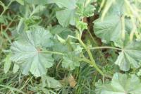 Malva sylvestris