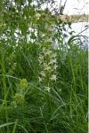 Platanthera chlorantha