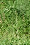 Asparagus officinalis