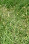 Asparagus officinalis