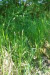 Carex hirta