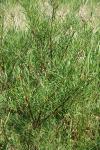Salix viminalis