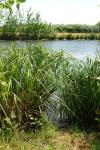Carex pseudocyperus