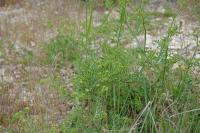 Coronilla varia