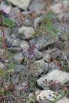 Ziziphora acinos