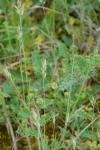 Bromus hordeaceus