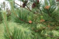 Pinus nigra