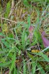 Orobanche picridis-hieracioidis
