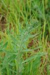 Echium vulgare