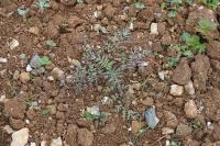 Phacelia tanacetifolia