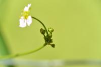 Alisma lanceolatum
