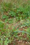 Muscari comosum