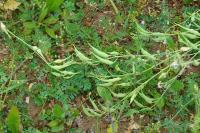 Raphanus raphanistrum