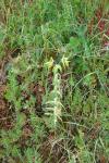 Euphorbia lathyris