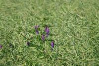 Vicia cracca