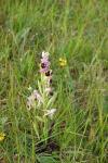 Ophrys holosericea