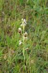 Ophrys holosericea