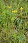 Carex flacca